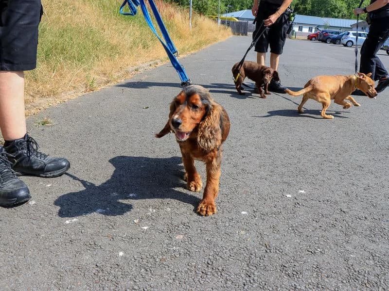 Dove, Cocker Spaniel (Dogs Trust Evesham)