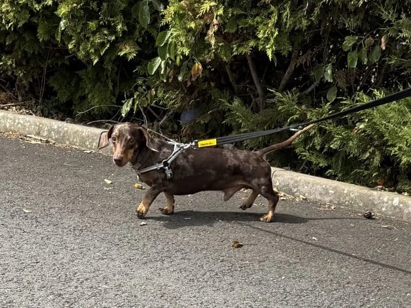 Gustavo, male 6yo mixed breed for adoption at Dogs Trust Evesham, Evesham
