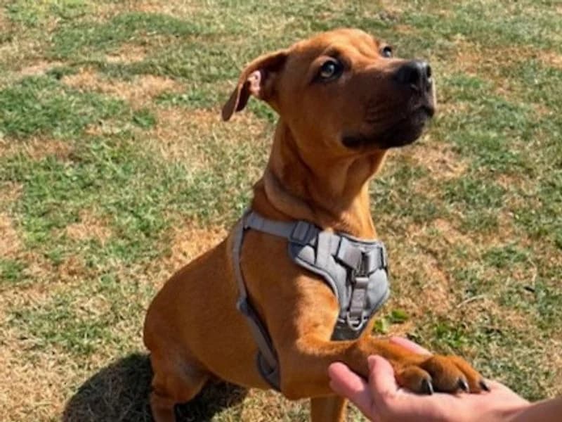 Nectar, Mixed Breed (Dogs Trust Evesham)