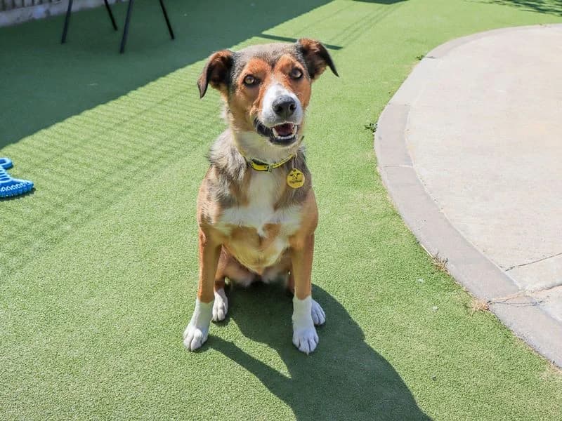 Winnie, female 6yo Collie for adoption at Dogs Trust Evesham, Evesham