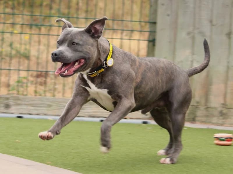 Hobbs, male young Staffordshire Bull Terrier for adoption at Dogs Trust Evesham, Evesham