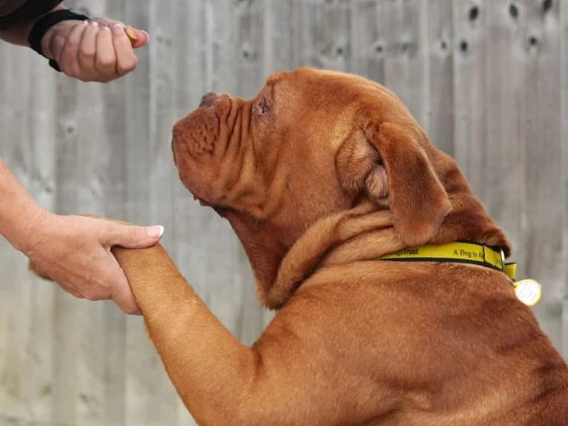 Bruce, male 6yo mixed breed for adoption at Dogs Trust Evesham, Evesham