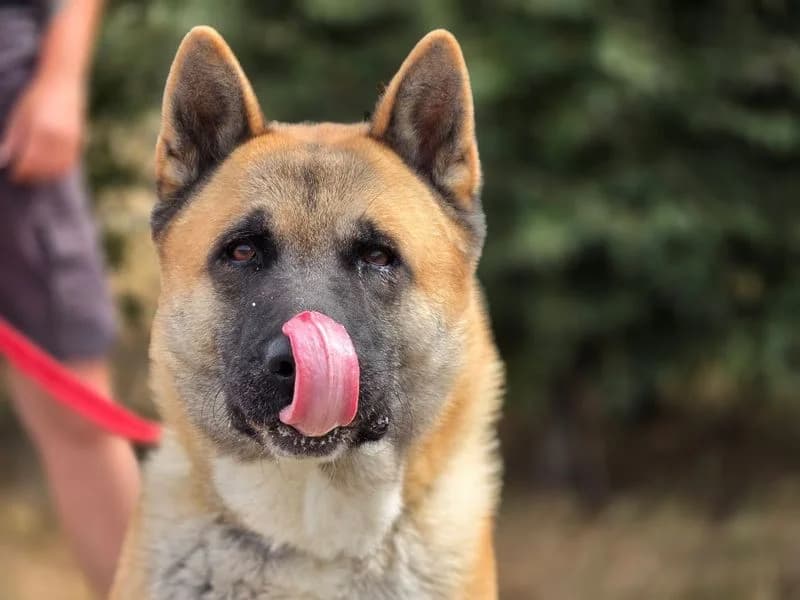 Snooze, male Akita for adoption at Dogs Trust Evesham, Evesham