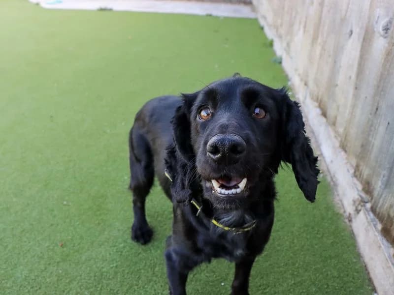 Ice, female 3yo Cocker Spaniel for adoption at Dogs Trust Evesham, Evesham