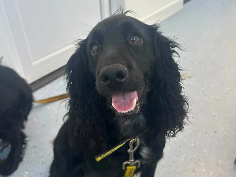 Raven, female young Cocker Spaniel for adoption at Dogs Trust Evesham, Evesham