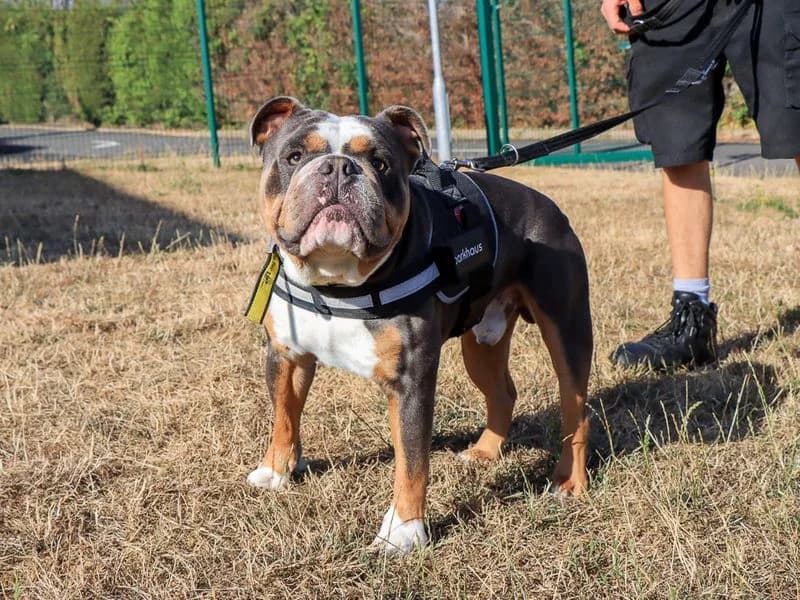 Hugo, male young English Bulldog for adoption at Dogs Trust Evesham, Evesham