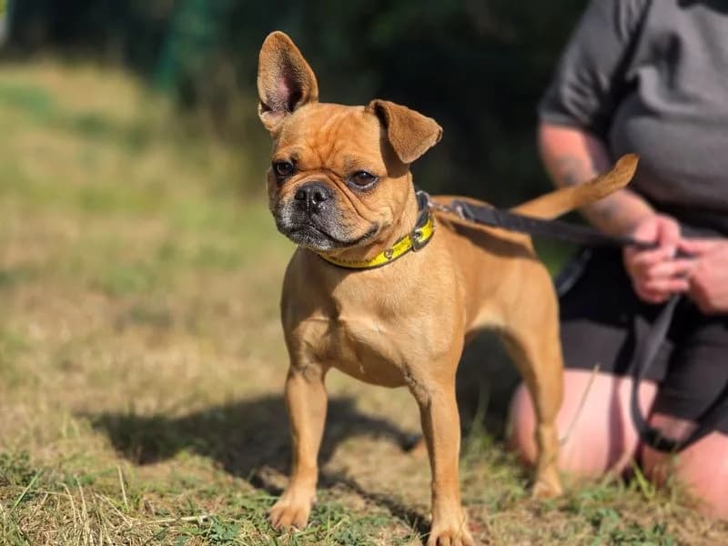 Gingie, female young English Bulldog for adoption at Dogs Trust Evesham, Evesham