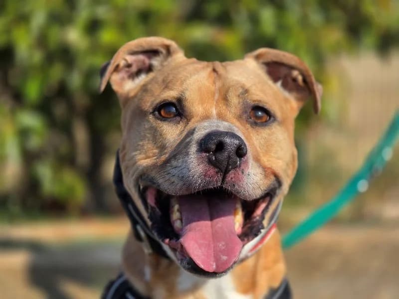Rusty, male senior Staffordshire Bull Terrier for adoption at Dogs Trust Evesham, Evesham