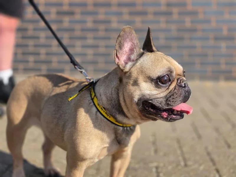 Luna, female senior English Bulldog for adoption at Dogs Trust Evesham, Evesham