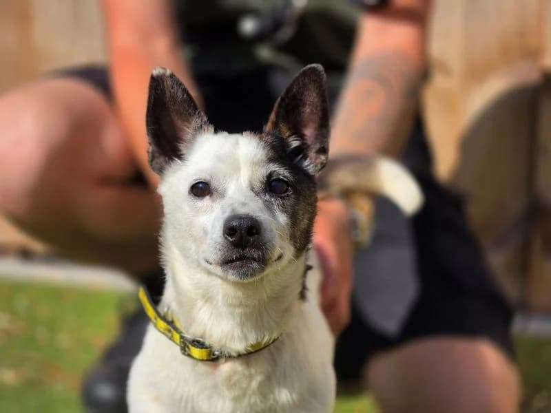 Jonno, male 7yo Jack Russell Terrier for adoption at Dogs Trust Evesham, Evesham