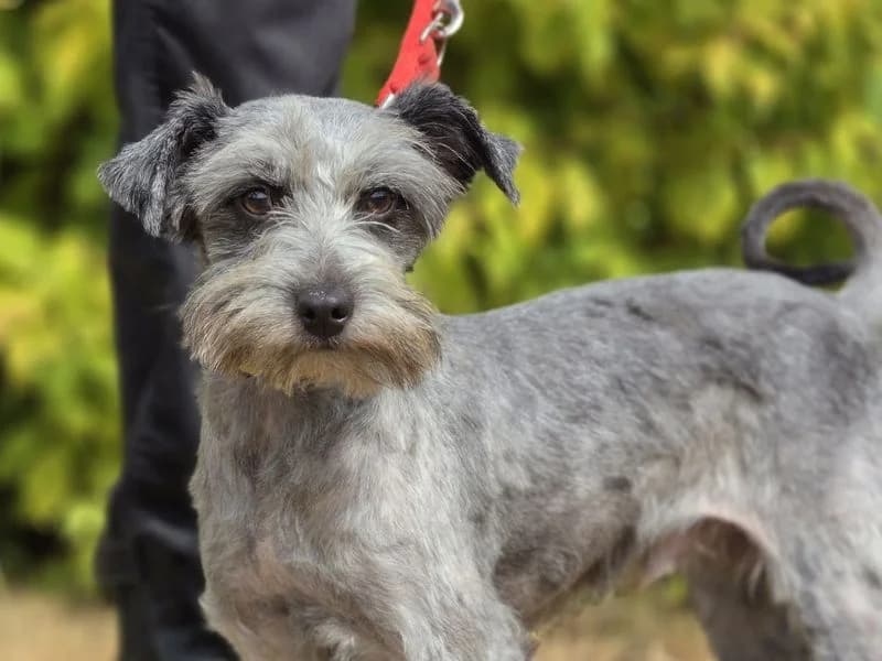 Sparrow, male young mixed breed for adoption at Dogs Trust Evesham, Evesham