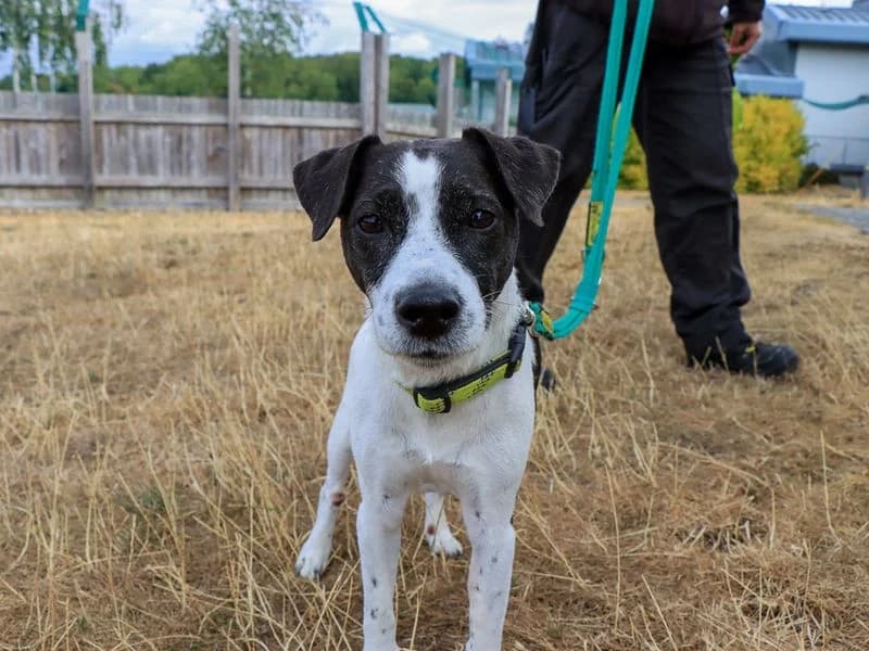 Betsy, female senior mixed breed for adoption at Dogs Trust Evesham, Evesham