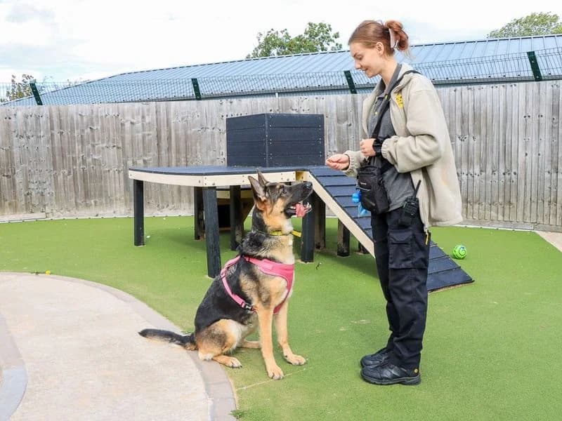 Lola, female 4yo mixed breed for adoption at Dogs Trust Evesham, Evesham
