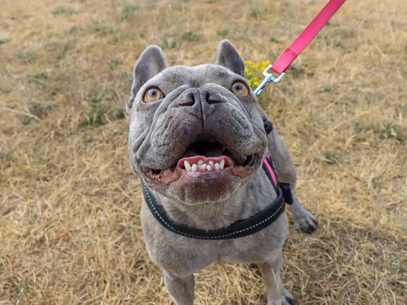 Frankie, female 5yo English Bulldog for adoption at Dogs Trust Evesham, Evesham
