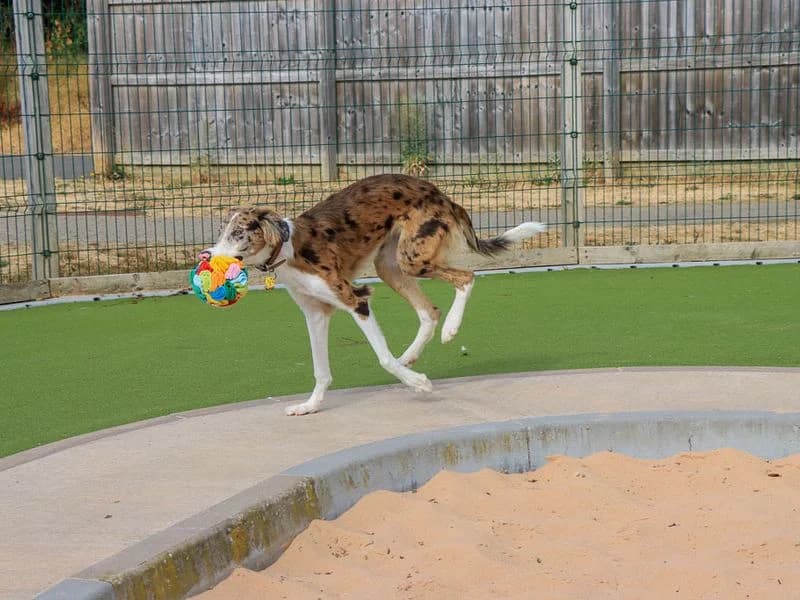 Merlin, male puppy mixed breed for adoption at Dogs Trust Evesham, Evesham