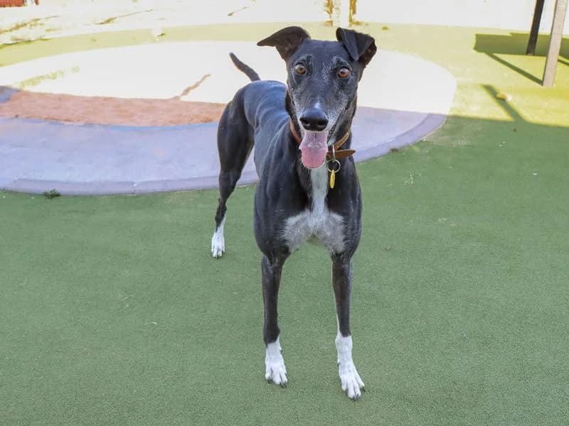Maisie, female 7yo Greyhound for adoption at Dogs Trust Evesham, Evesham