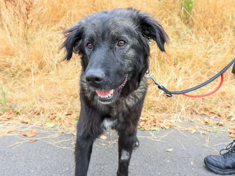 Matilda, female young mixed breed for adoption at Dogs Trust Evesham, Evesham