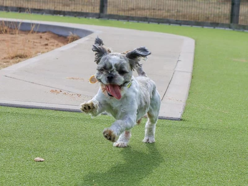 Cashew, male young Shih Tzu for adoption at Dogs Trust Evesham, Evesham
