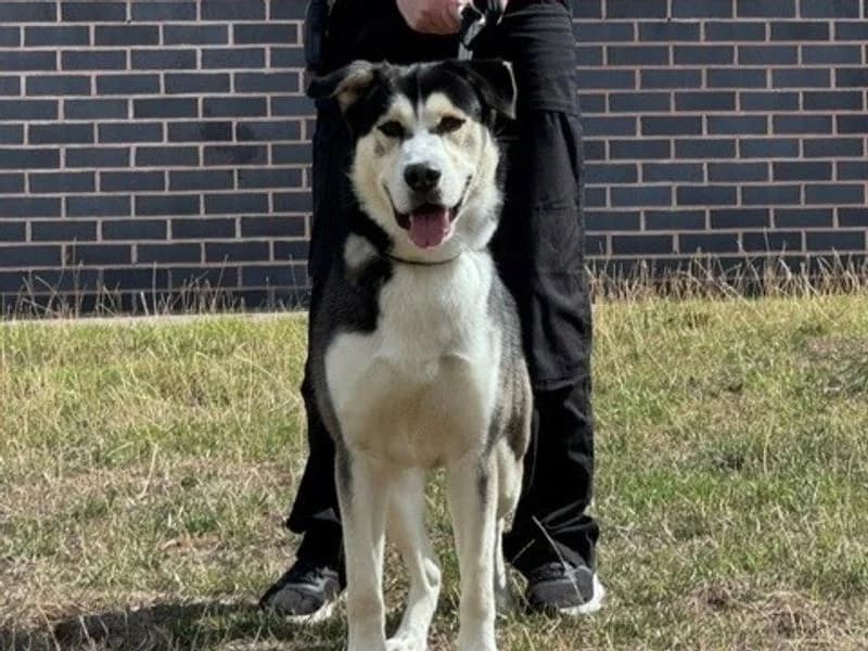 Tyson, male young Husky for adoption at Dogs Trust Evesham, Evesham