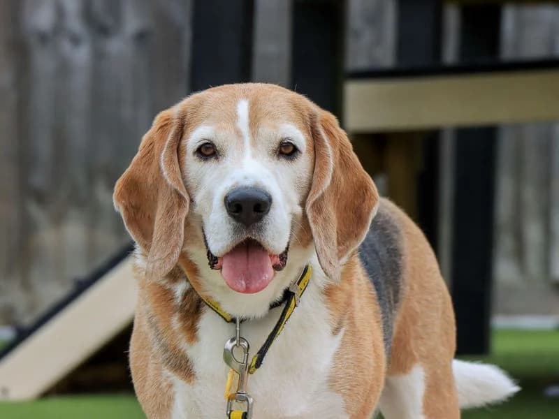 Benji, male 7yo Beagle for adoption at Dogs Trust Evesham, Evesham