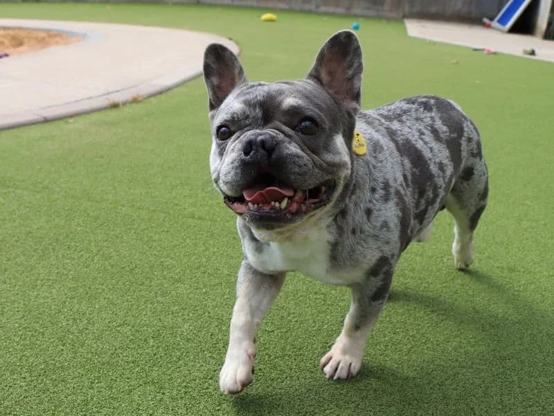 Lipton, male 3yo English Bulldog for adoption at Dogs Trust Evesham, Evesham