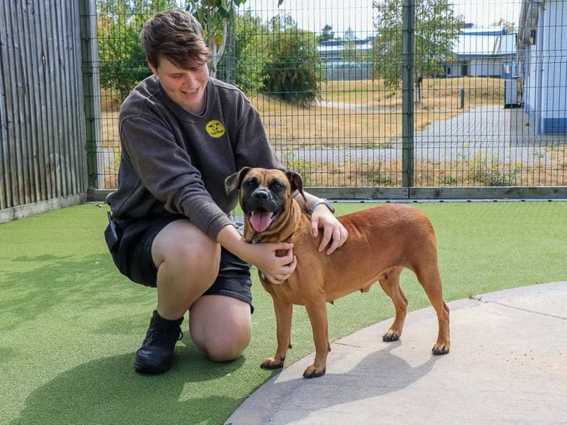 Dora, female young Mixed Breed for adoption at Dogs Trust Evesham, Evesham