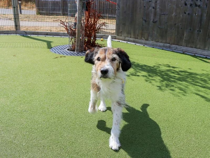 Merle, male senior Mixed Breed for adoption at Dogs Trust Evesham, Evesham