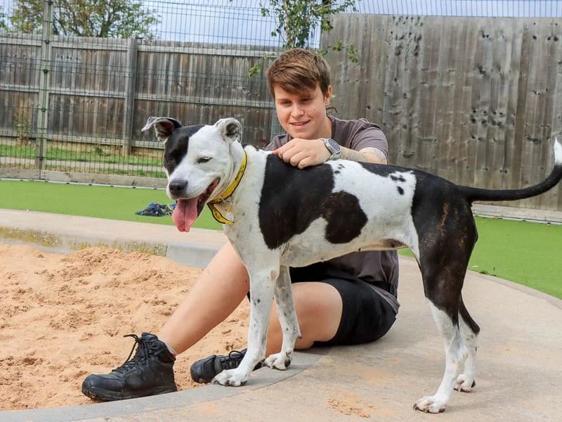Zoe, female 7yo Staffordshire Bull Terrier for adoption at Dogs Trust Evesham, Evesham