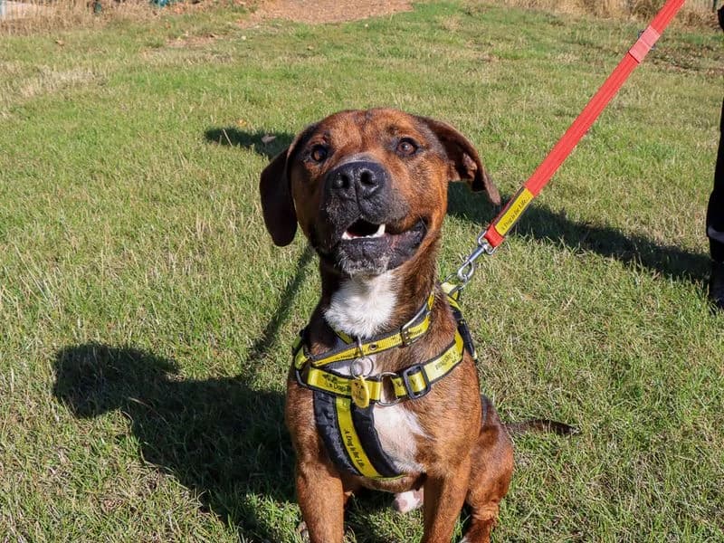 Calvin, male young Staffordshire Bull Terrier for adoption at Dogs Trust Evesham, Evesham
