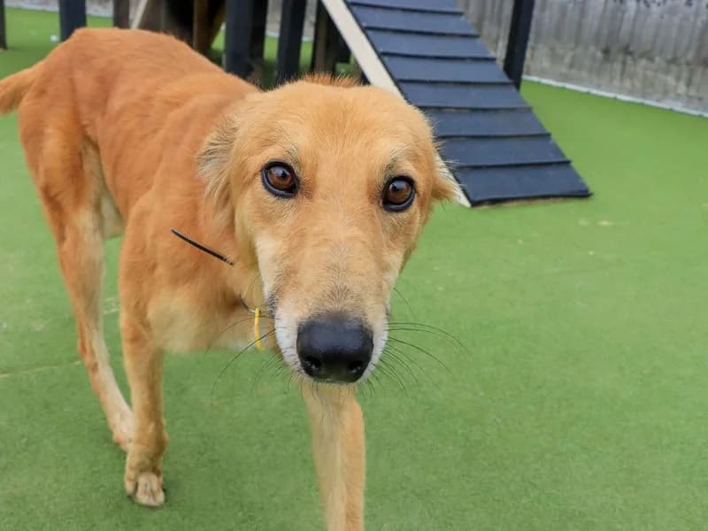 Lionel, male young mixed breed for adoption at Dogs Trust Evesham, Evesham