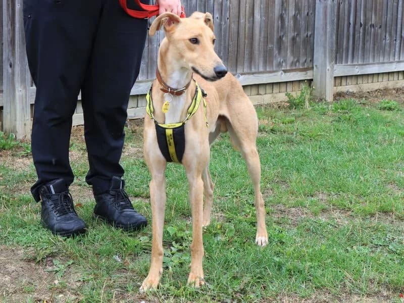 Lenny, male young Lurcher for adoption at Dogs Trust Evesham, Evesham