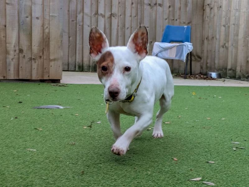 Croissant, female 6yo Jack Russell Terrier for adoption at Dogs Trust Evesham, Evesham