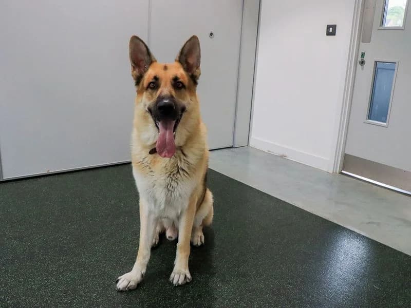 Odin, male 5yo mixed breed for adoption at Dogs Trust Evesham, Evesham