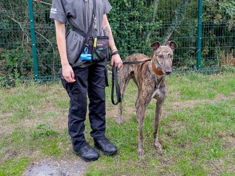 James, male 3yo Greyhound for adoption at Dogs Trust Evesham, Evesham