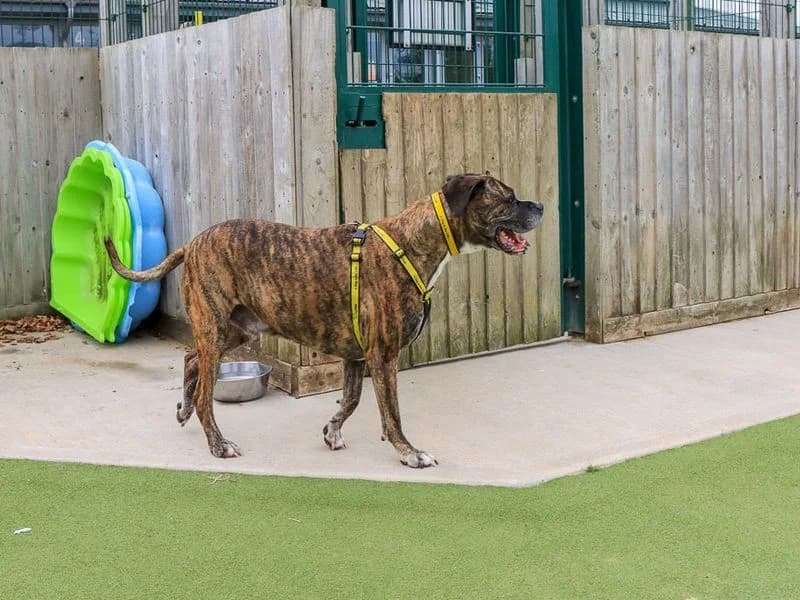 Olly, male 7yo mixed breed for adoption at Dogs Trust Evesham, Evesham