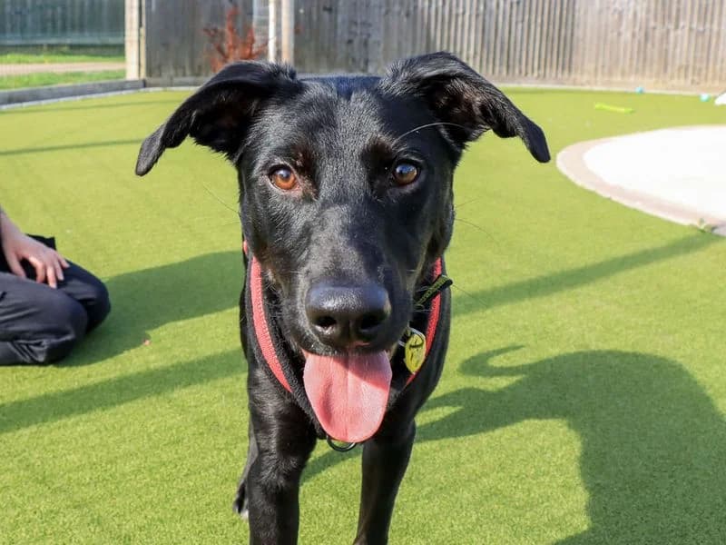 Tucker, male puppy Mixed Breed for adoption at Dogs Trust Evesham, Evesham