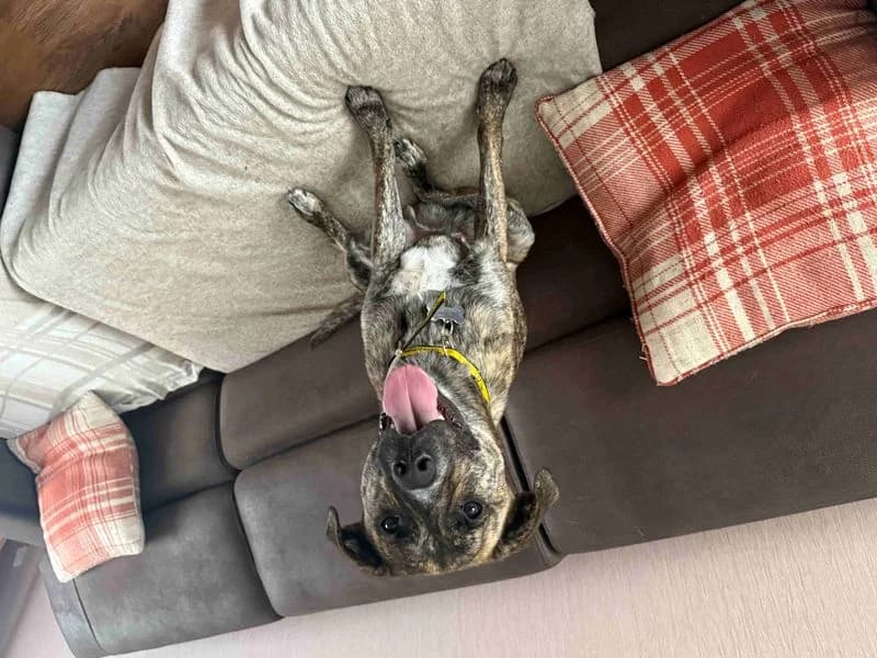 Brody, male young Staffordshire Bull Terrier for adoption at Dogs Trust Glasgow, Glasgow