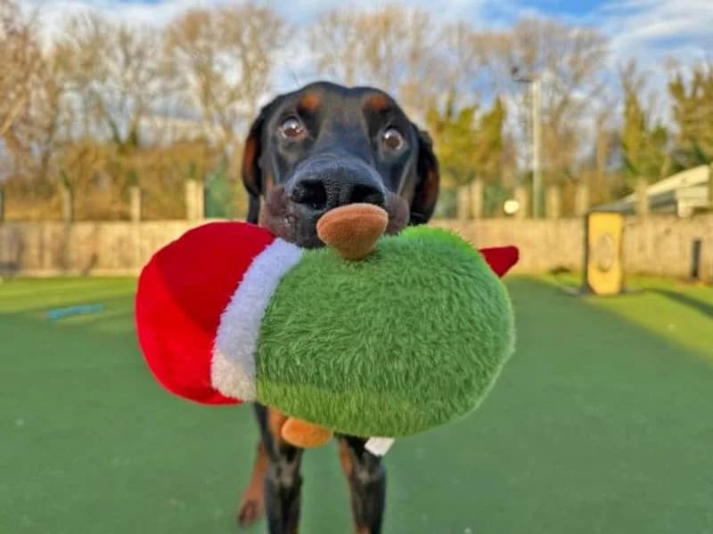 George, male 3yo Doberman for adoption at Dogs Trust Glasgow, Glasgow