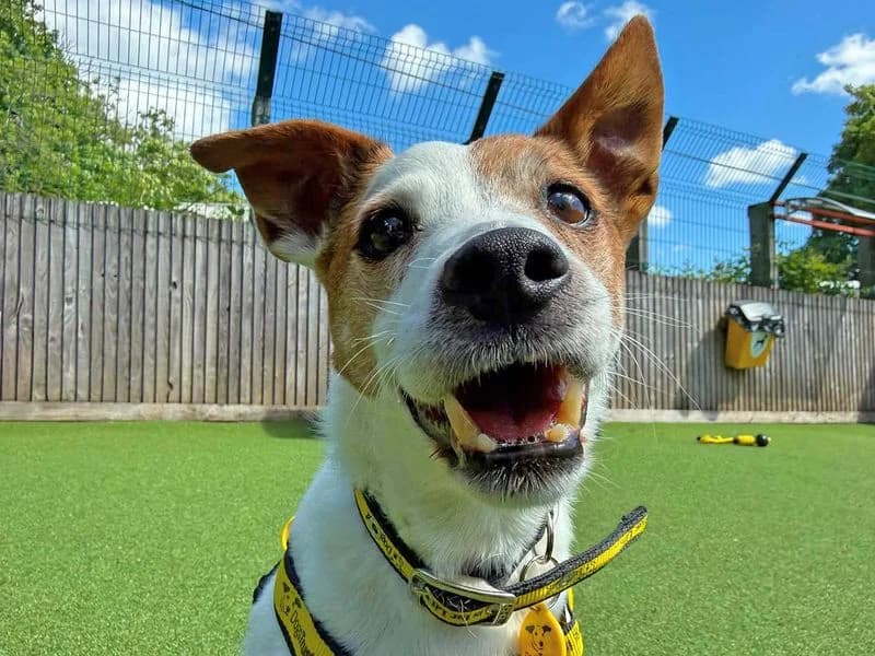 Milo, male senior Jack Russell Terrier for adoption at Dogs Trust Glasgow, Glasgow
