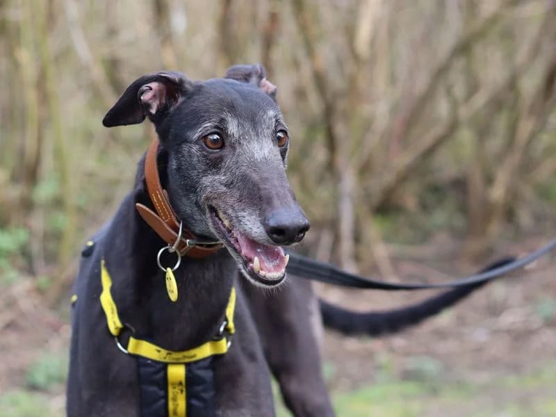 Ronnie, male 6yo Greyhound for adoption at Dogs Trust Glasgow, Glasgow