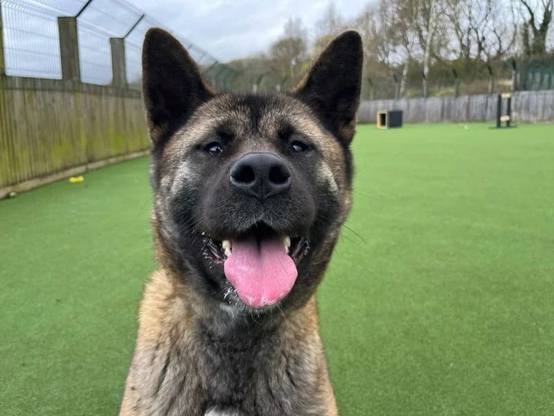 Kieri, female 3yo Akita for adoption at Dogs Trust Glasgow, Glasgow