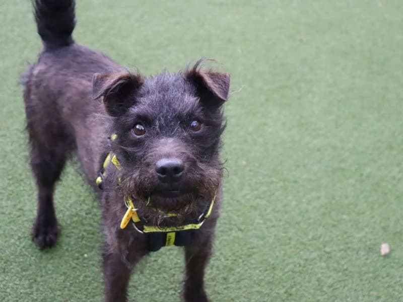 Tam, male senior mixed breed for adoption at Dogs Trust Glasgow, Glasgow