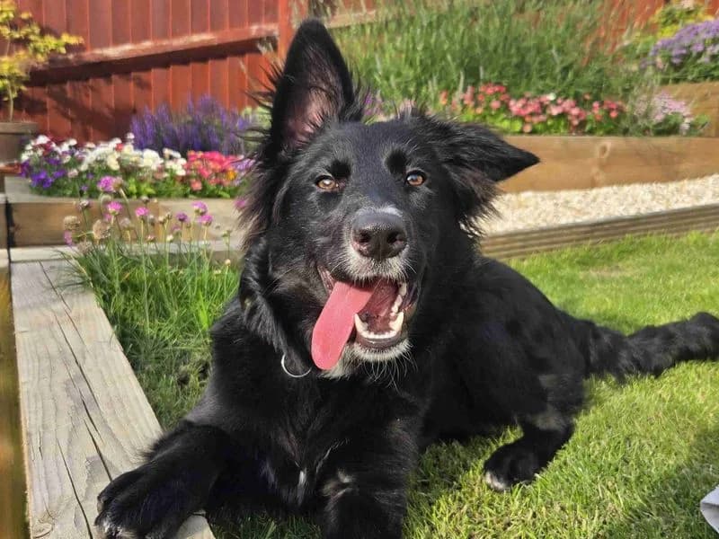 Whisper, female puppy Border Collie for adoption at Dogs Trust Glasgow, Glasgow