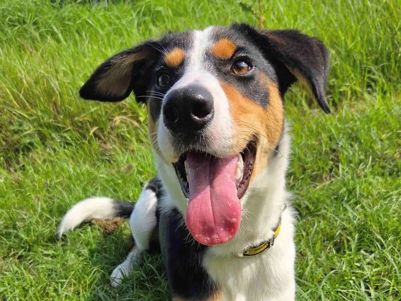 Whistle, male puppy Border Collie for adoption at Dogs Trust Glasgow, Glasgow