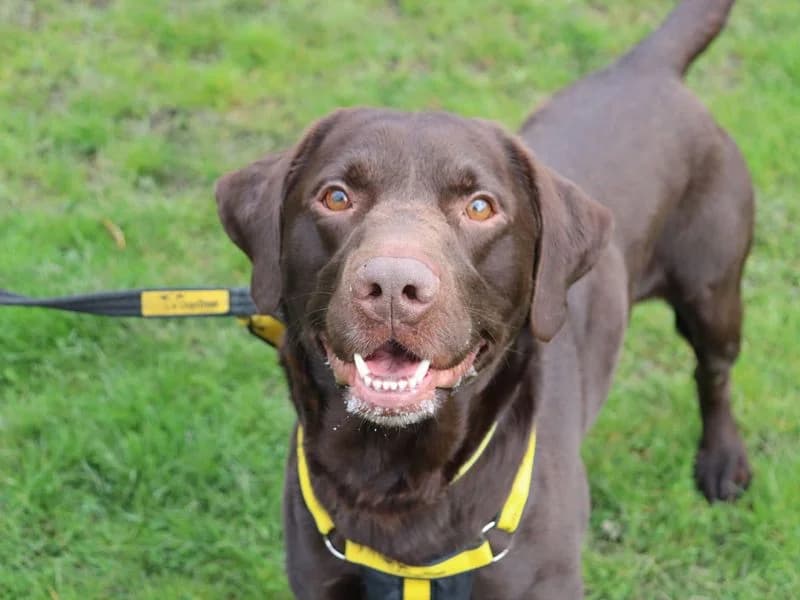 Levi, Labrador Retriever (Dogs Trust Glasgow)