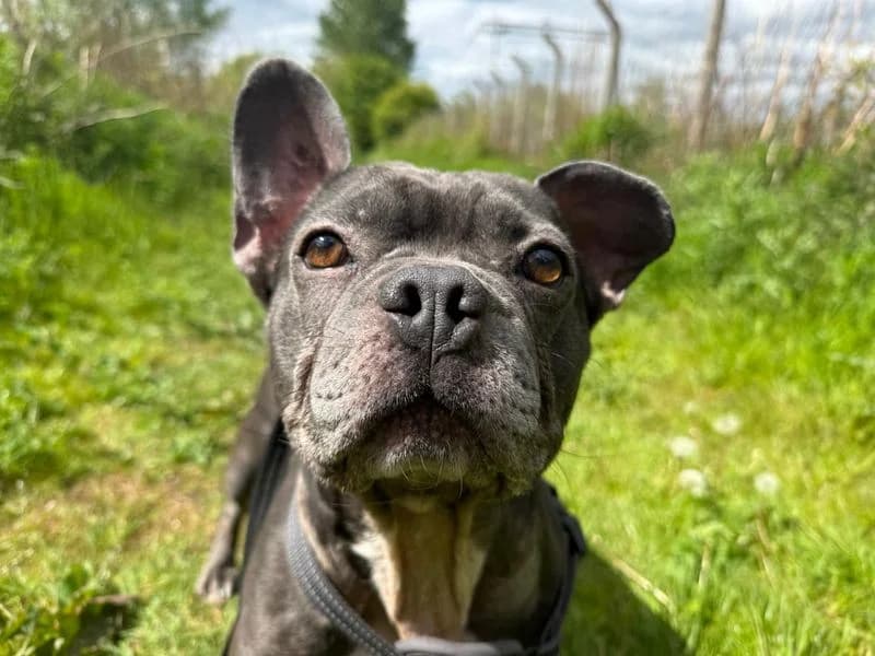 Mallow, male 5yo English Bulldog for adoption at Dogs Trust Glasgow, Glasgow