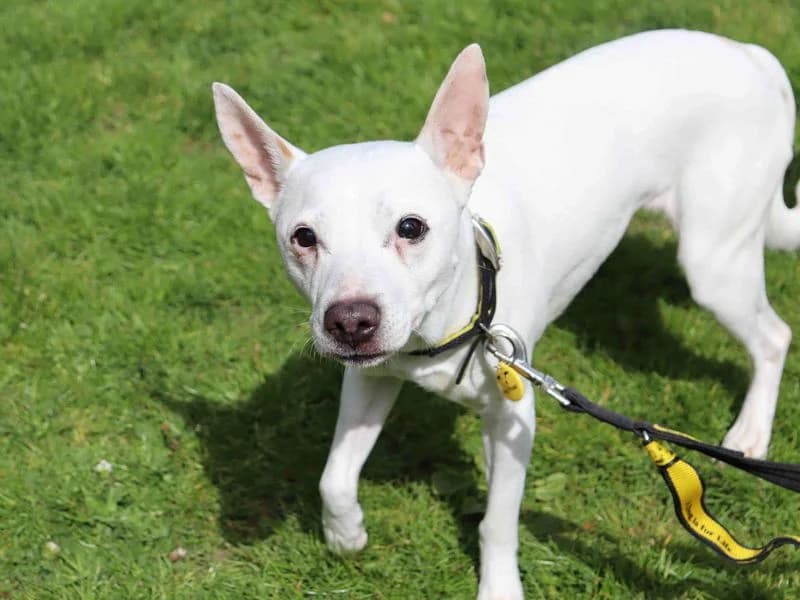 Snowy, female senior Chihuahua for adoption at Dogs Trust Glasgow, Glasgow