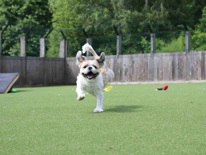 Rocco, male 7yo Shih Tzu for adoption at Dogs Trust Glasgow, Glasgow