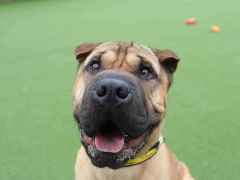 Queso, male young Shar Pei for adoption at Dogs Trust Glasgow, Glasgow