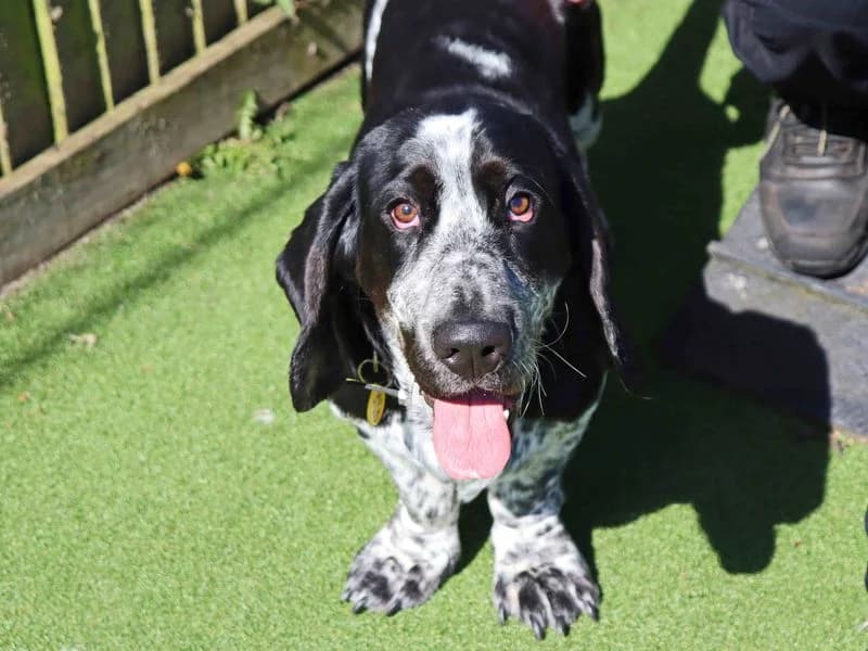 Hamish, male young Basset Hound for adoption at Dogs Trust Glasgow, Glasgow